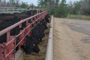Antibiotic future uncertain for livestock industry