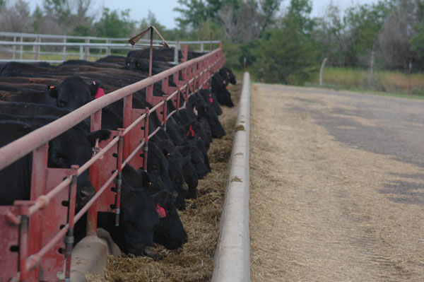 Antibiotic future uncertain for livestock industry Antibiotic future uncertain for livestock industry