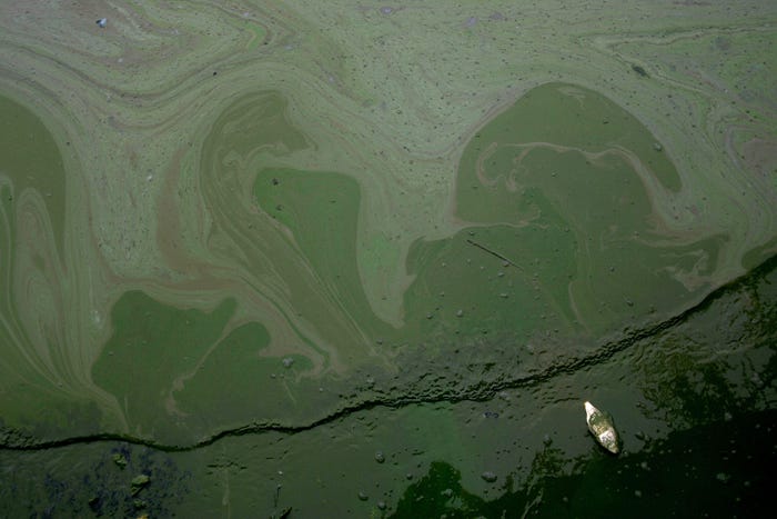 Blue-Green-Algae-GettyImages-74385832.jpg