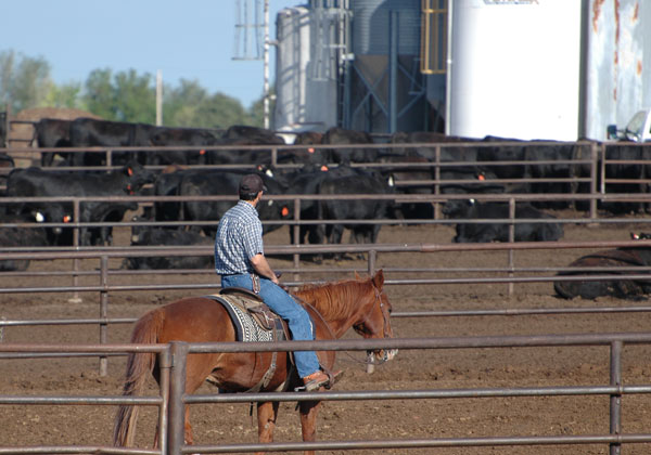 NAHMS Study Gives In-Depth Look At Feedlot Practices NAHMS Study Gives In-Depth Look At Feedlot Practices