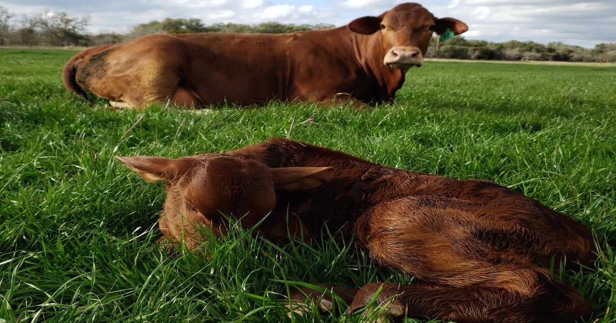 New Photo Contest: “Scenes from Spring Calving”