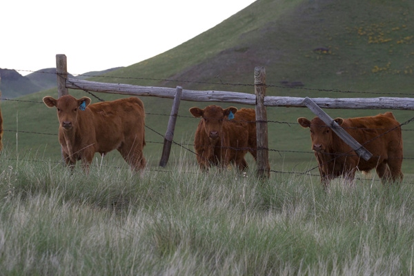 Three steps recommended to help control BRD in calves Three steps recommended to help control BRD in calves