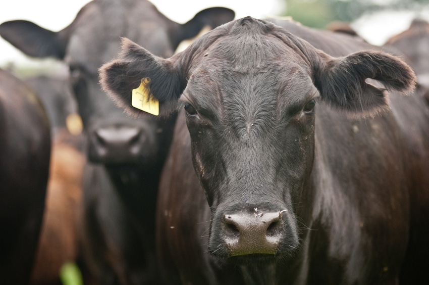 Summer Herd Health Part 4: 5 summer water quality tips Summer Herd Health Part 4: 5 summer water quality tips