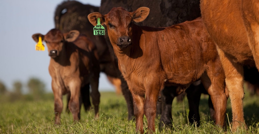 Proper timing of vaccination protects calves and profits