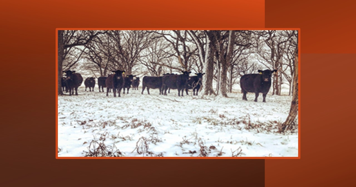 Iowa State’s next All Things Beef workshop happening Dec. 18