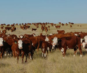 U.S. Cattle Supply Is Tightest Since 1952
