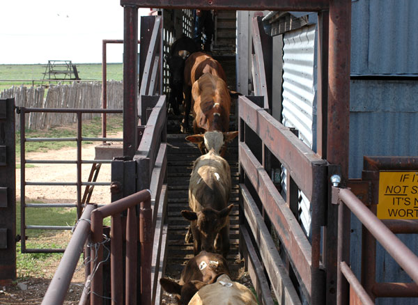 Tom Noffsinger: 5 end-goals of proper animal handling Tom Noffsinger: 5 end-goals of proper animal handling