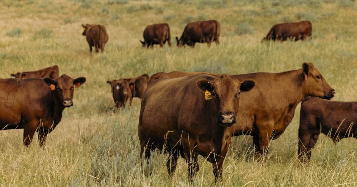 Considerations for Deworming the Cow/Calf Herd