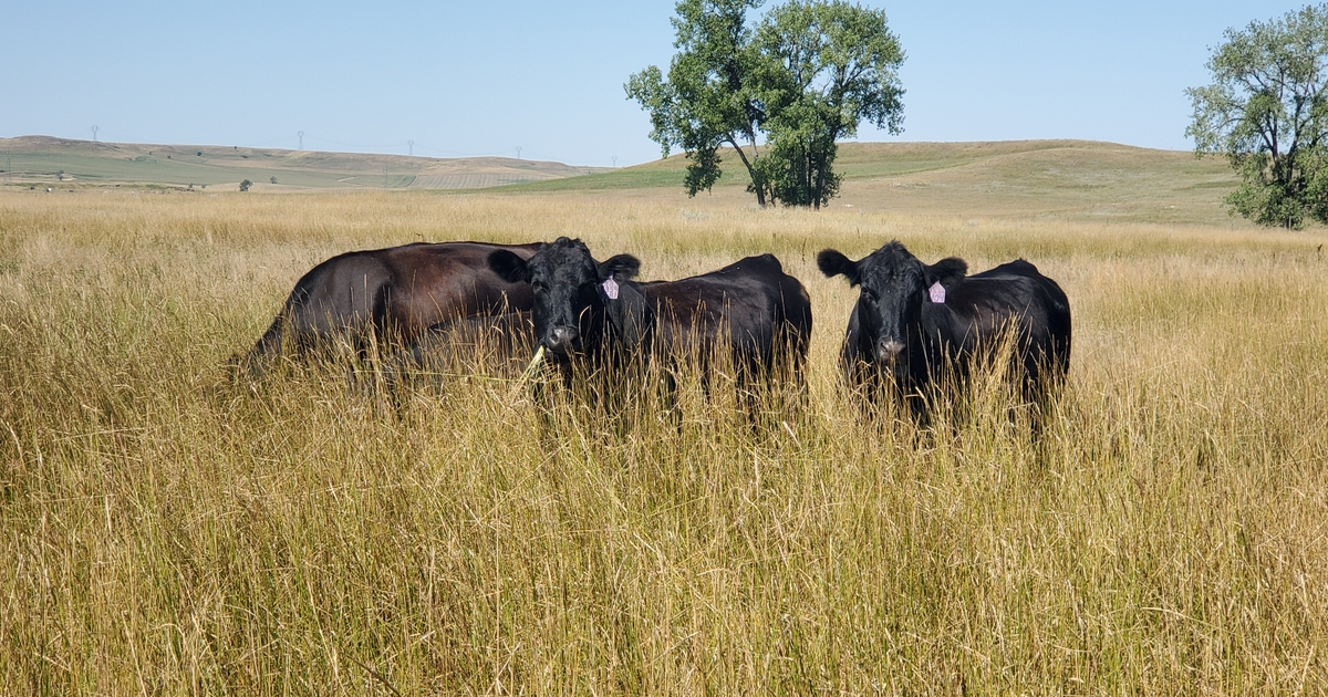 Controlling flies on cattle requires proper timing