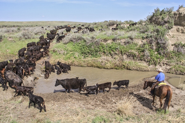 It’s possible to pasture cattle without using fences