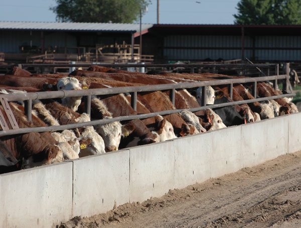 Feedlot placements below expectations