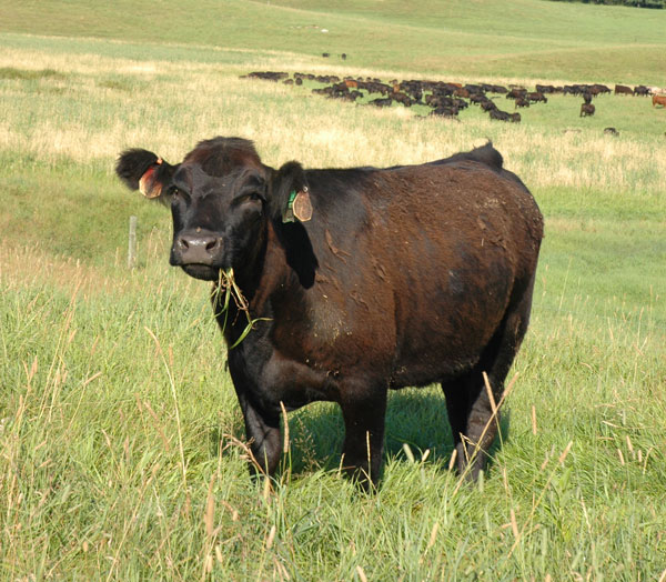Considerations For Replacing Open Cows