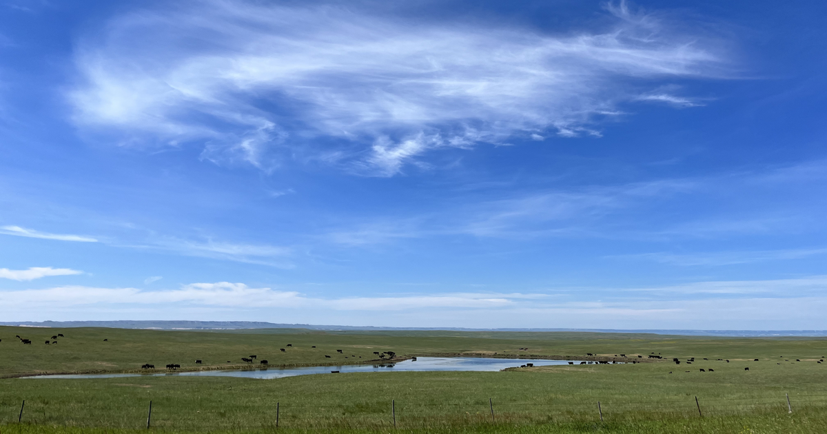How much water do cattle need and what water problems should cattle
