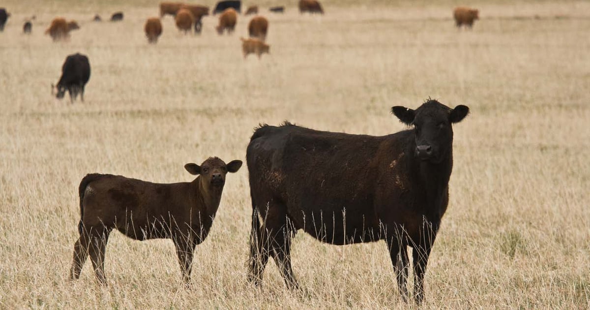 Ranchers selling off cows and calves in dry South Dakota