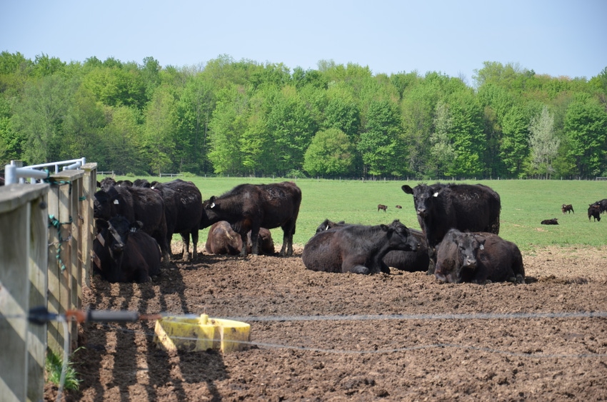 5 paths to success for U.S. meat producers