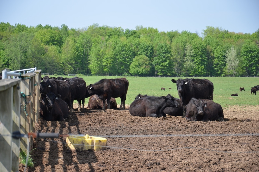 5 paths to success for U.S. meat producers 5 paths to success for U.S. meat producers