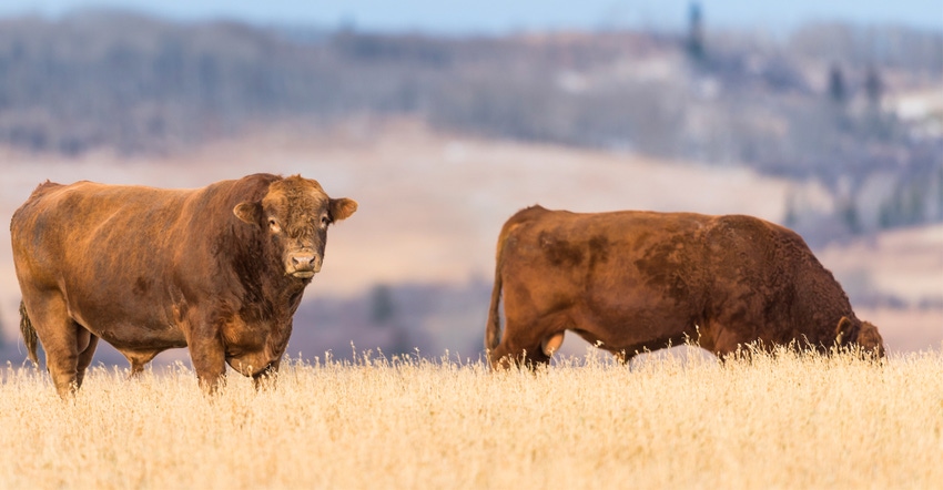 2 beef bulls in field