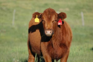 Breeding Soundness Exam For Heifers Encouraged