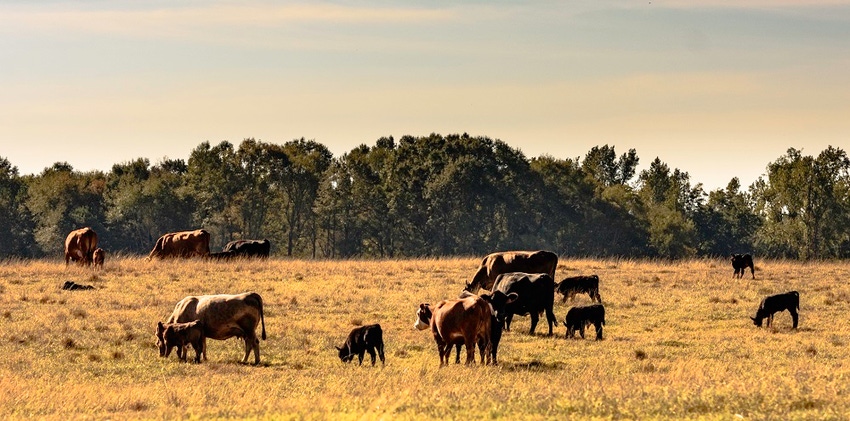 Cows and calves on droughty pasture