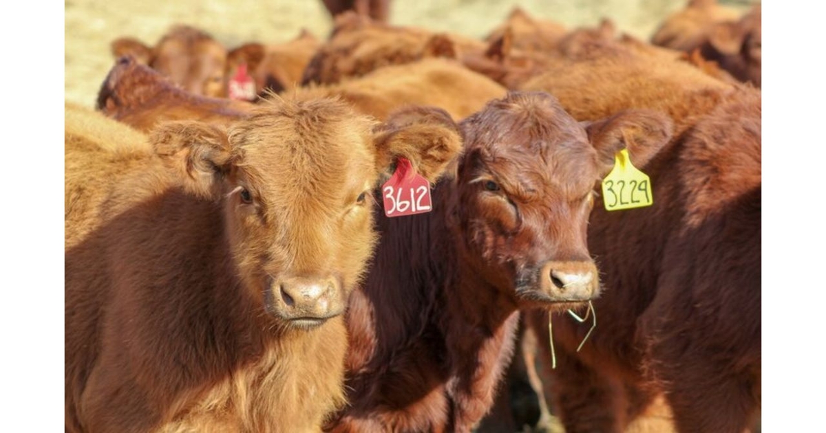 Preconditioning calves: Can it add value?