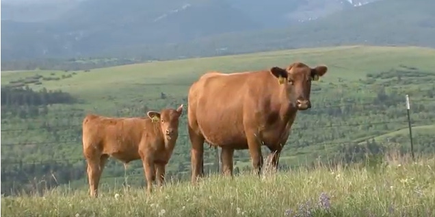 Red Angus tools yield massive impact for producers Red Angus tools yield massive impact for producers