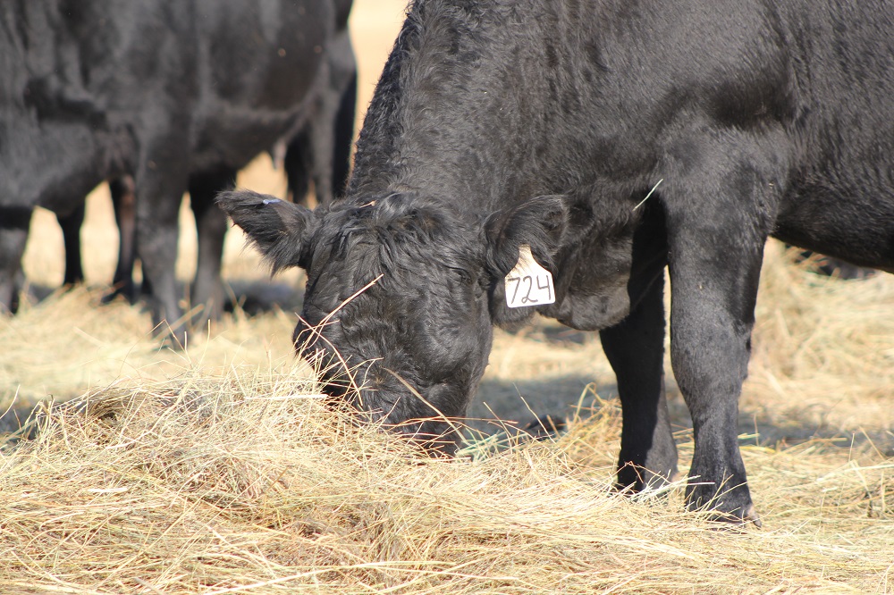 10 penny-pinching tips for feeding cows this winter
