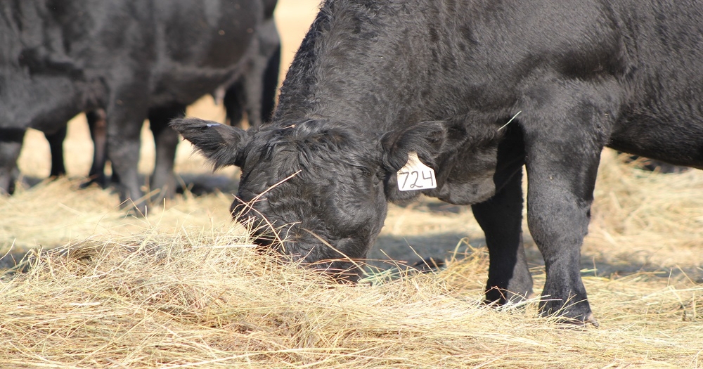 Plan now to manage 2024 forage costs