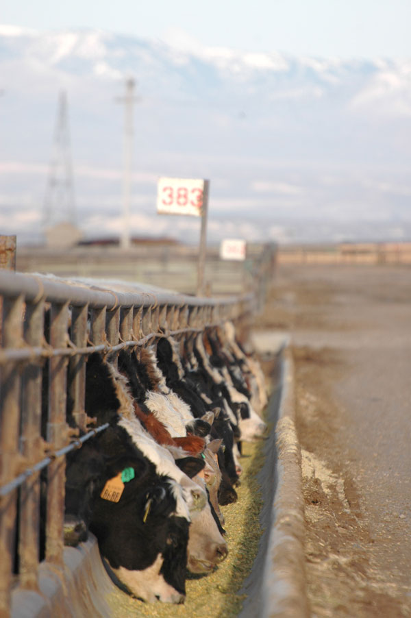 Tyson Says It Won’t Buy Zilmax-Fed Cattle After Sept. 6 Tyson Says It Won’t Buy Zilmax-Fed Cattle After Sept. 6