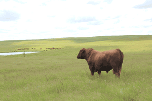 Red Angus bull overlooking a pasture