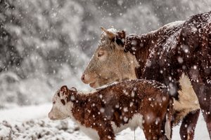 Re-warming methods for cold-stressed calves
