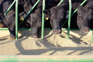Ready For Change? New FDA Guidance Will Alter Cattle Feed Additive Usage In Your Feedyard