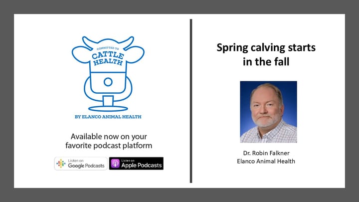 Spring Calving Starts In the Fall