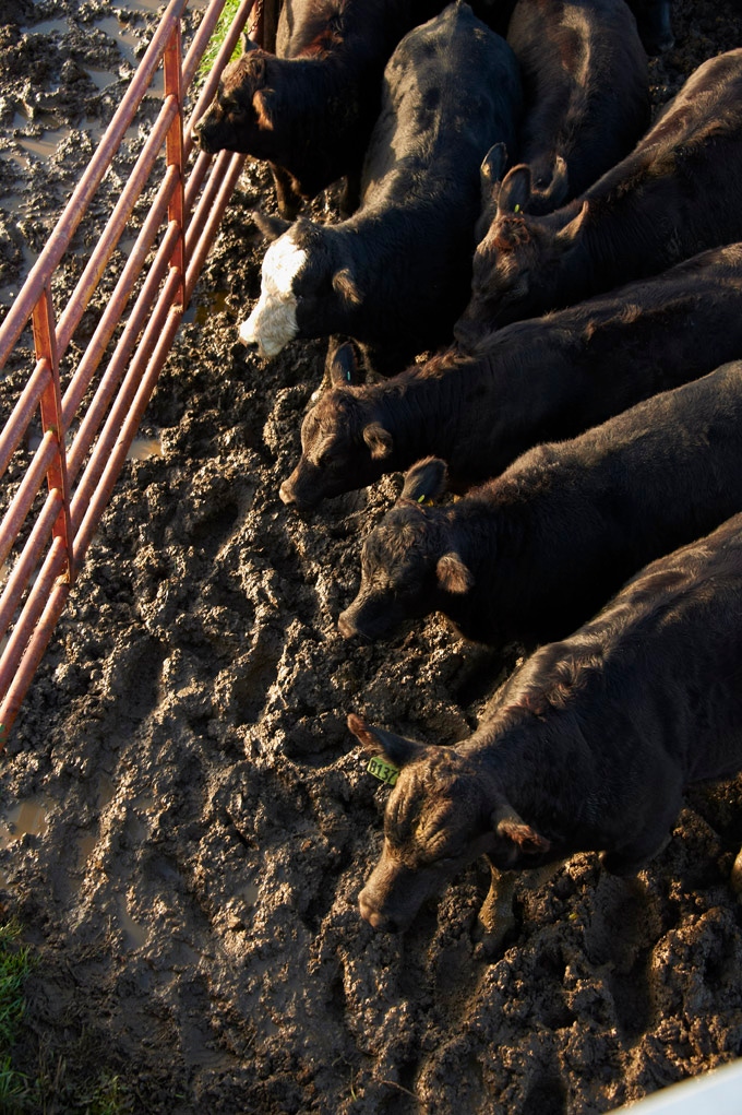 Extreme weather, wet or dry, increases blackleg disease risk