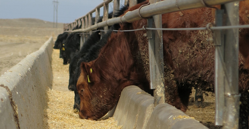 Creating true genetic feeder calf value for a data-driven world