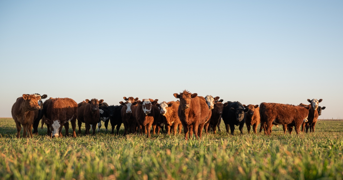 Crazy cattle market