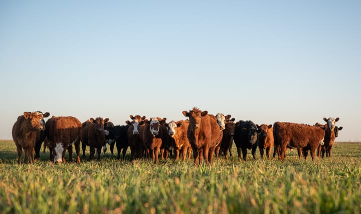 Turning the corner on the cattle cycle