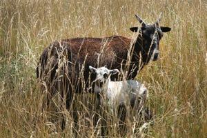 4 reasons to add goats to the ranch