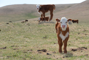 Hereford calves
