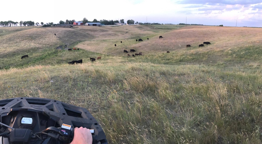 Forage farming before cattle ranching