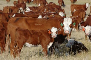 Timing Of Castration Doesn't Impact Growth Rate Or Weaning Rate