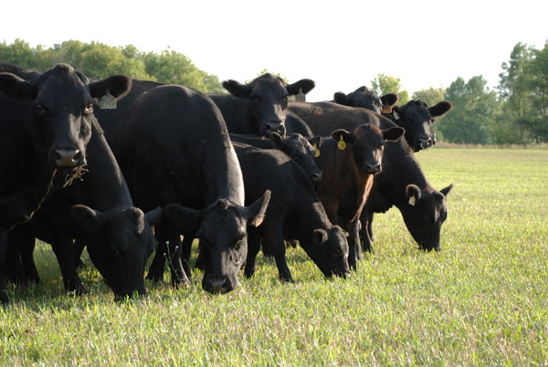 Is bloating in beef cattle heritable?