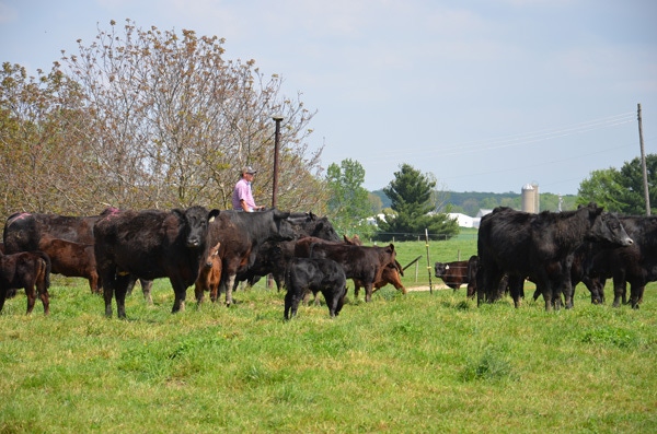 Preg-test your cows early & earn more
