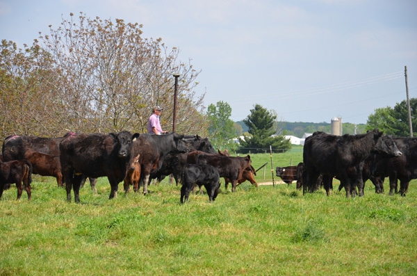 Preg-test your cows early & earn more Preg-test your cows early & earn more