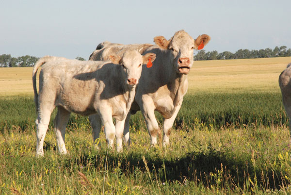 Cow calf pair on pasture