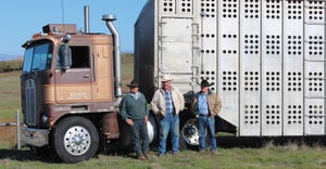 Hauling cattle to summer pastures