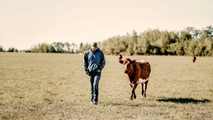 Earn more for your beef calves this fall