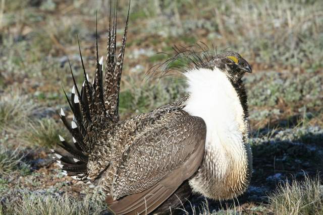 Sage grouse plans cause concern for cattle producers