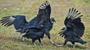 Black vultures interacting