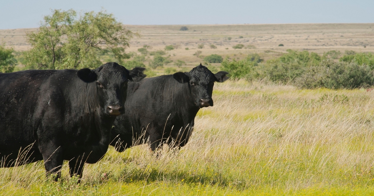 Slaughter cattle and ground beef market soars