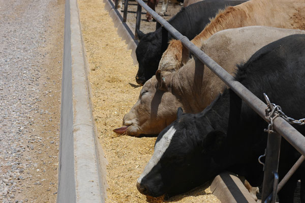 Cattle Feeding Returns Improve But Still Challenging